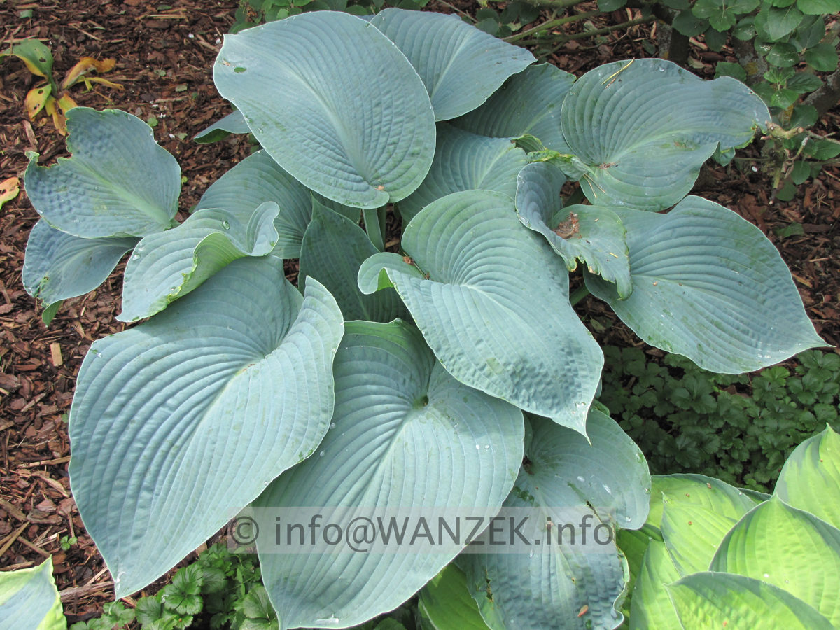 Hosta Hybride Mollies Blaue 10.JPG